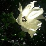 Abelmoschus moschatus Floare