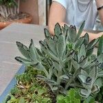 Kalanchoe tomentosa Folha