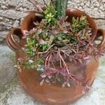 Kalanchoe manginii Folha