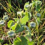 Abutilon grandiflorum Leaf