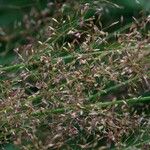 Agrostis stolonifera Plante entière