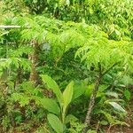 Amorphophallus paeoniifolius Leaf