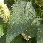 Agastache rugosa Blatt