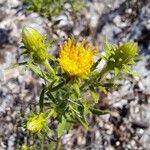 Chiliadenus glutinosus Flower