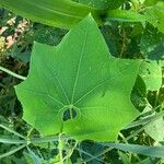 Sicyos angulatus Leaf