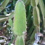 Euphorbia cooperi Hoja