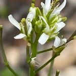 Turritis brassica Flower