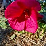 Hibiscus moscheutosЦвят