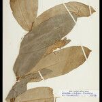 Homalolepis cedron Leaf