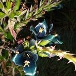 Puya alpestris Kwiat