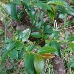 Eurya japonica Leaf