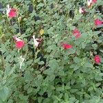 Salvia microphylla Агульны выгляд