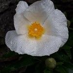 Cistus laurifolius Floare