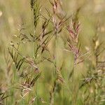 Festuca vivipara Flor