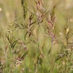 Festuca vivipara 花