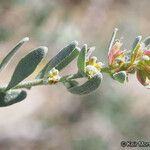 Grayia spinosa Blodyn