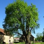Quercus pubescens Pokrój