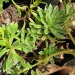 Aeonium simsii Blatt