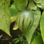 Solanum betaceum Fruto