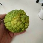 Maclura pomifera Fruit