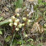 Pyrola chlorantha Pokrój