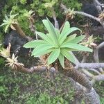 Euphorbia bravoana