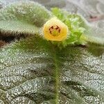 Episcia xantha Floare