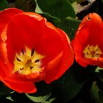 Tulipa agenensis Flower