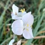 Libertia chilensis Flower