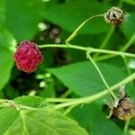 Rubus idaeus പുഷ്പം
