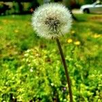Taraxacum rubicundum Fula