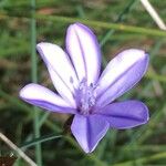 Aphyllanthes monspeliensis Blomma