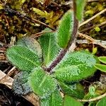 Arabis ciliata Liść