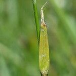 Eriophorum latifolium List