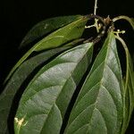Tetrorchidium robledoanum Feuille