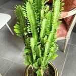 Euphorbia trigona Fulla