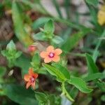 Lysimachia arvensis Blomma