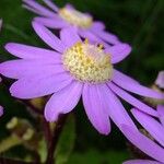 Pericallis steetzii Flower