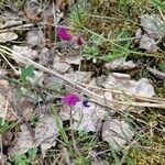 Vicia angustifolia MoenchFlor