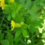 Chamaecytisus supinus Leaf