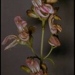 Keckiella breviflora Flower
