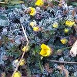 Potentilla crantzii Flower