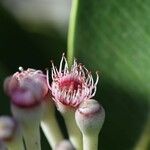 Syzygium multipetalum Blomst