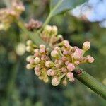 Ilex aquifolium Flor