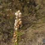 Anarrhinum bellidifolium Plod