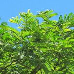 Albizia adianthifolia