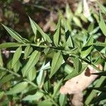 Ruscus aculeatus Folha