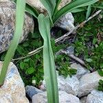 Anticlea elegans Foglia