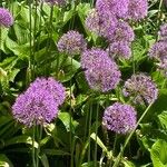 Allium aflatunense Квітка