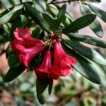Rhododendron neriiflorum Floare
